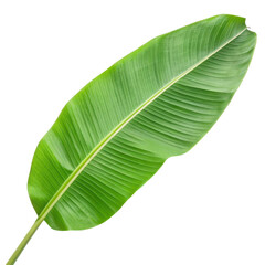 A vibrant green banana leaf showcasing its smooth texture and pronounced veins.