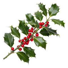 A vibrant holly branch adorned with glossy green leaves and bright red berries, showcasing a...