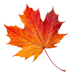 A vibrant orange and red maple leaf showcasing intricate vein patterns and autumn hues.