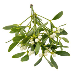 A cluster of mistletoe featuring green leaves and white berries, commonly associated with winter traditions and holiday celebrations.