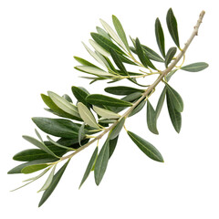 A slender olive branch with vibrant green leaves, showcasing natural beauty and freshness.