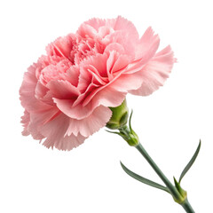 A delicate pink carnation flower with layered petals and green stem, showcasing its lush texture...