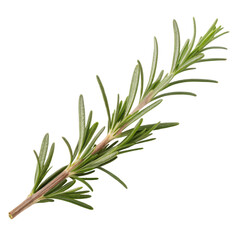A fresh sprig of rosemary with slender, aromatic leaves, commonly used in cooking for its...