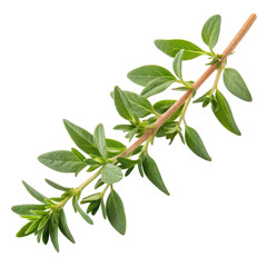A green sprig of fresh thyme with numerous small leaves along a slender stem.