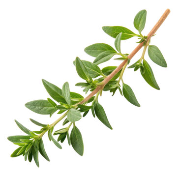 A green sprig of fresh thyme with numerous small leaves along a slender stem.