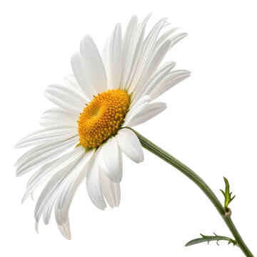 A white daisy flower with a vibrant yellow center, displaying delicate petals and a slender green stem.
