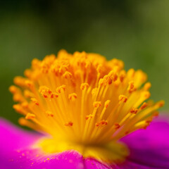 A stunning close-up of a pink hibiscus flower with intricate details in the petals and stamen
