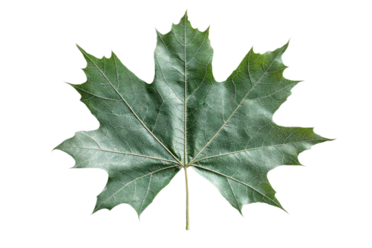 Green maple leaf with distinct veins and shape