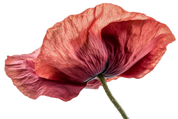 Beautiful red poppy flower with delicate petals