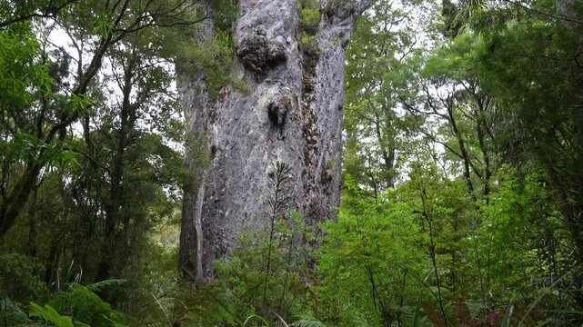 kauri tree new zealand