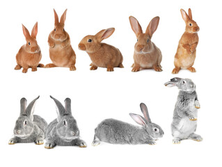 Cute fluffy rabbits isolated on white, set