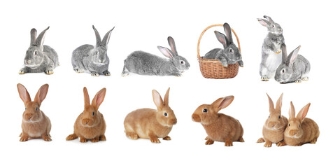 Cute fluffy rabbits isolated on white, set