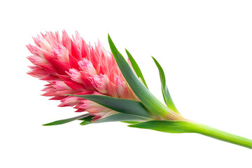 Fototapeta premium Close Up of a Vibrant Pink Flower Blossom with Green Leaves and Stem on Transparent Background for Creative Projects and Botanical Designs