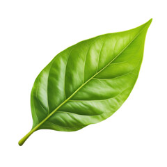 Obraz premium Bright Green Leaf Close Up on transparent background.