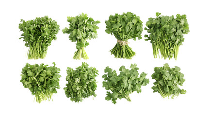 Obraz premium Pack Cilantro Set Against Transparent Background for Herb Illustrations, Organic Product Branding, or Culinary Designs