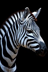 Striking Zebra Portrait Majestic Animal Isolated on a Black Background for Dramatic Effect