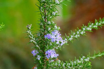 Rosemary herb branch with purple flower