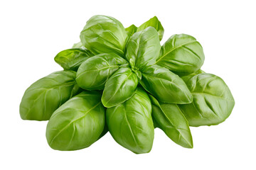 Fototapeta premium Close Up of Bright Green Basil Leaves Isolated on Transparent Background for Culinary Use and Natural Flavor Enhancer