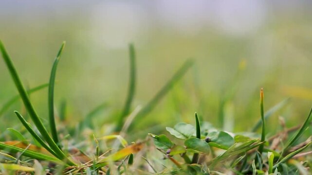Green Grass with sunlight Summer meadow with long grass gently blowing in the wind. close up vedio