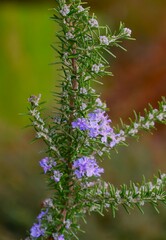 Rosemary herb with purple flowers