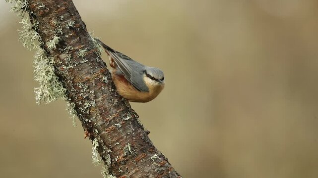 Eurasian nuthatch on an oak branch in an Eurasian oak and beech forest on a cold winter day