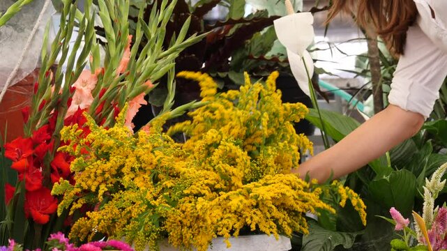 Primo piano di mani femminili che scelgono un mazzo di fiori in un negozio. 
Composizione floreale di Mimosa, Acacia saligna. Selezione di un bouquet di crisantemi bianchi.