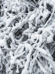 snowy winter branches in the forest .
