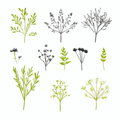 My Simple flat 2D icon dill branches set collection isolated on a white background, vector, flat design, animation design, simple flat 2D icon, minimalist design, clipart