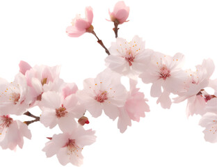 Fototapeta premium A seamless Cherry Blossom flower pattern featuring soft pink petals and elegant, blooming floral beauty. 