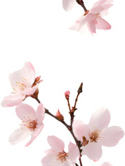 Obraz premium A seamless Cherry Blossom flower pattern featuring soft pink petals and elegant, blooming floral beauty. 