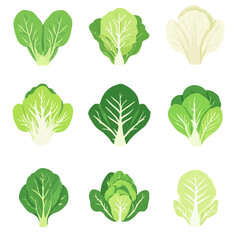 Very Simple flat 2D icon green napa cabbage set isolated on a white background, vector, flat design, vector, flat design, animation design, flat 2D icon, minimalist design, vector