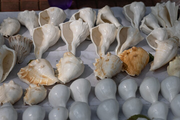 Many multi-colored shells of different shapes. Background on the marine theme