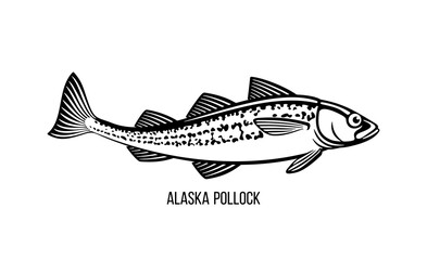 Alaska Pollock illustration of fish on on a white background. Seafood restaurant menu outline icon sign design. Wild nature, fishing, organic food