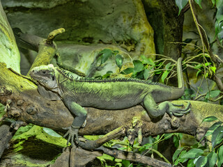 Lesser Antillean Iguana, Iguana delicatissima, resting in a tangle of branches