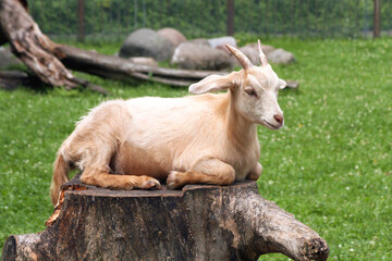 Fototapeta premium Outdoor recreation a goat on a stump.