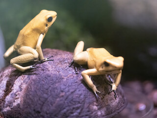 Two Golden poison frogs, Phyllobates terribilis, sitting on the ground, waiting for insects