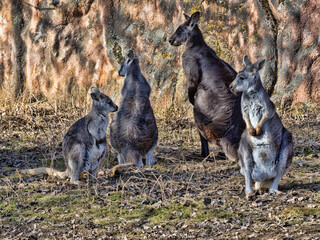 Group of Common wallaroo, Macropus r. robustus. with grown-up cubs © vladislav333222