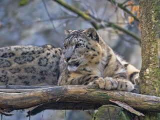 Snow leopard, Panthera uncia, lies on a high branch and observes the surroundings