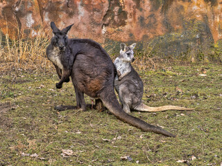 A pair of Common wallaroo, Macropus r. robustus. The male is much larger © vladislav333222