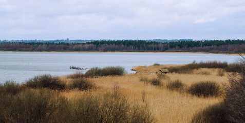 Scenic view of Krankesjön Lake with golden reeds and forest in Sweden