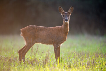Roe deer doe standing in a clearing at sunrise. Capreolus capreolus, Sologne, Loiret 45, région Centre-Val-de-Loire, France, European Union, Europe