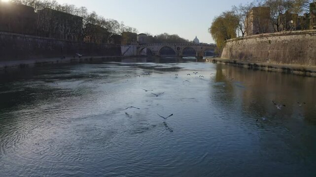 Volando sul fiume Tevere insieme ai gabbiani. Roma, Italia.
Il drone insegue i gabbiani tra i ponti del fiume tevere a Roma.