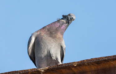 A funny pigeon tilting its head looking into the camera with feathers ruffled and blue sky...