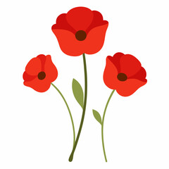 Obraz premium red poppy flowers