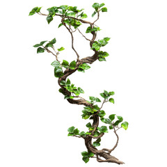 Obraz premium Small twig young green leaves and thorns, isolated on transparent background