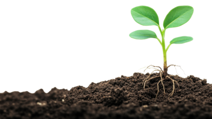 A vibrant seedling growing from the earth, with tiny roots spreading, isolated on a transparent PNG, capturing the early stages of life.