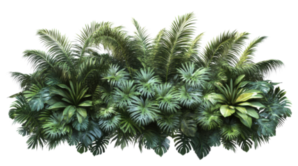 A tropical bush with an abundance of ferns and palm-like leaves, cut out and isolated on a transparent background, showcasing a rich, layered texture.