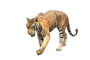 Tiger isolated on transparent background png file