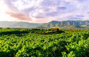 Fototapeta premium green rows of wineyard with grape on a winery during sunset with amazing mountains and clouds on background