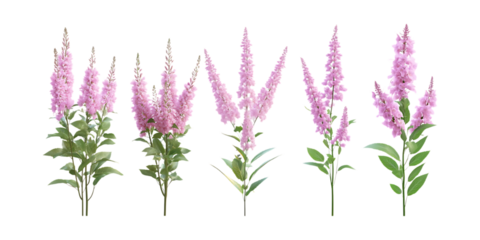 Pack Astilbe Set in Different Poses Against Transparent Background for Floral Arrangements, Botanical Illustration, or Garden Design